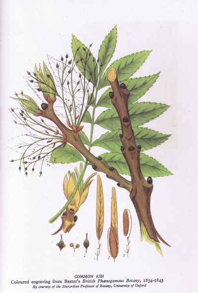 Étude d